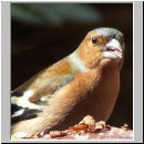 Fringilla coelebs - Buchfink m15.jpg